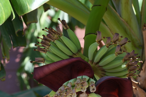 Foto de Bananeira