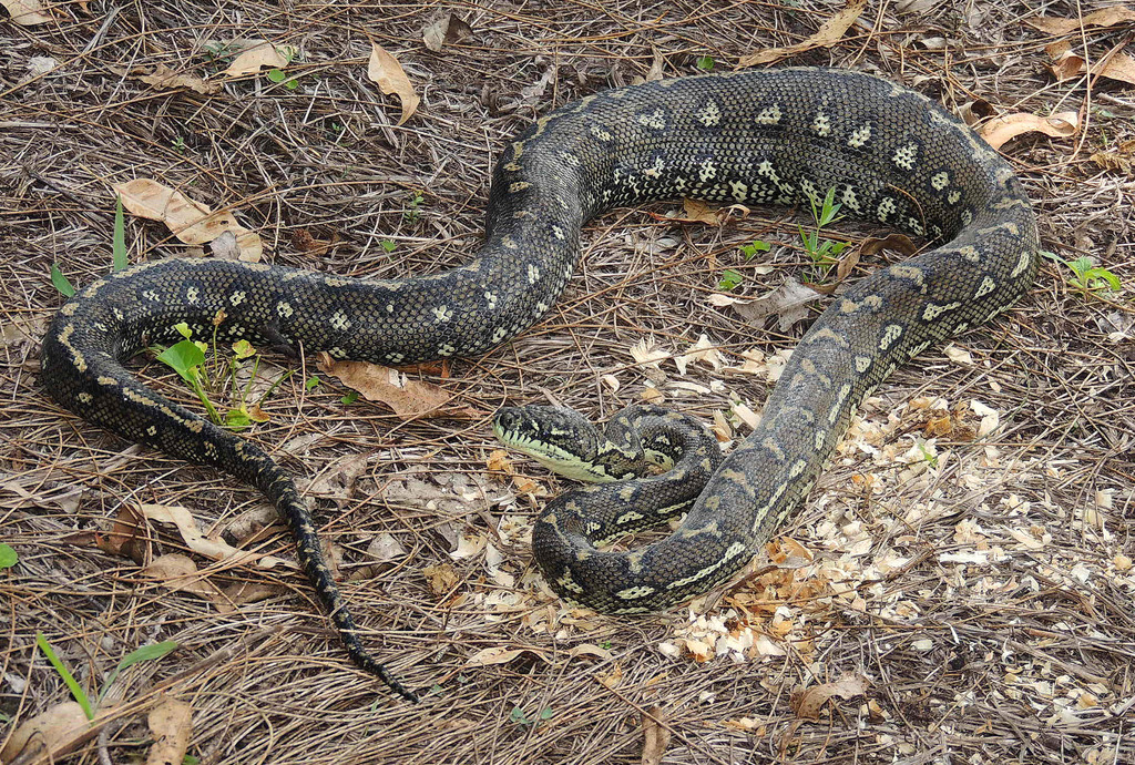 Diamond Python in February 2016 by Lachlan Copeland · iNaturalist