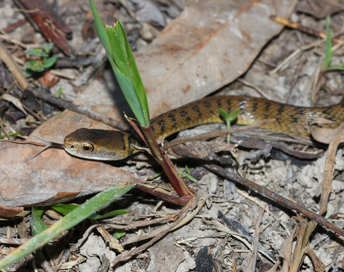 Rough-scaled Snake sighting