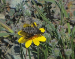 Conophorus fenestratus