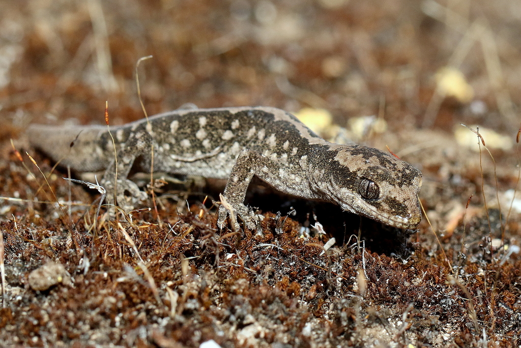 Box Stone Gecko South Coast Stone Gecko from Innes NP on January 13, 2024 at 04:15 PM ...