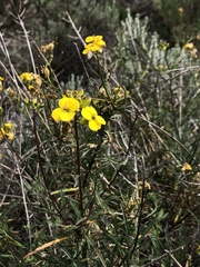 Erysimum suffrutescens