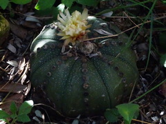 Astrophytum asterias
