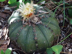 Astrophytum asterias