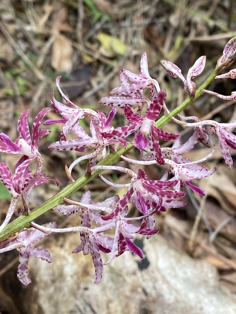 Slender Hyacinth Orchid From Meroo National Park Termeil Nsw Au On December 8 2023 At 0350 