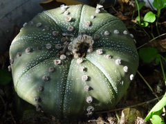 Astrophytum asterias