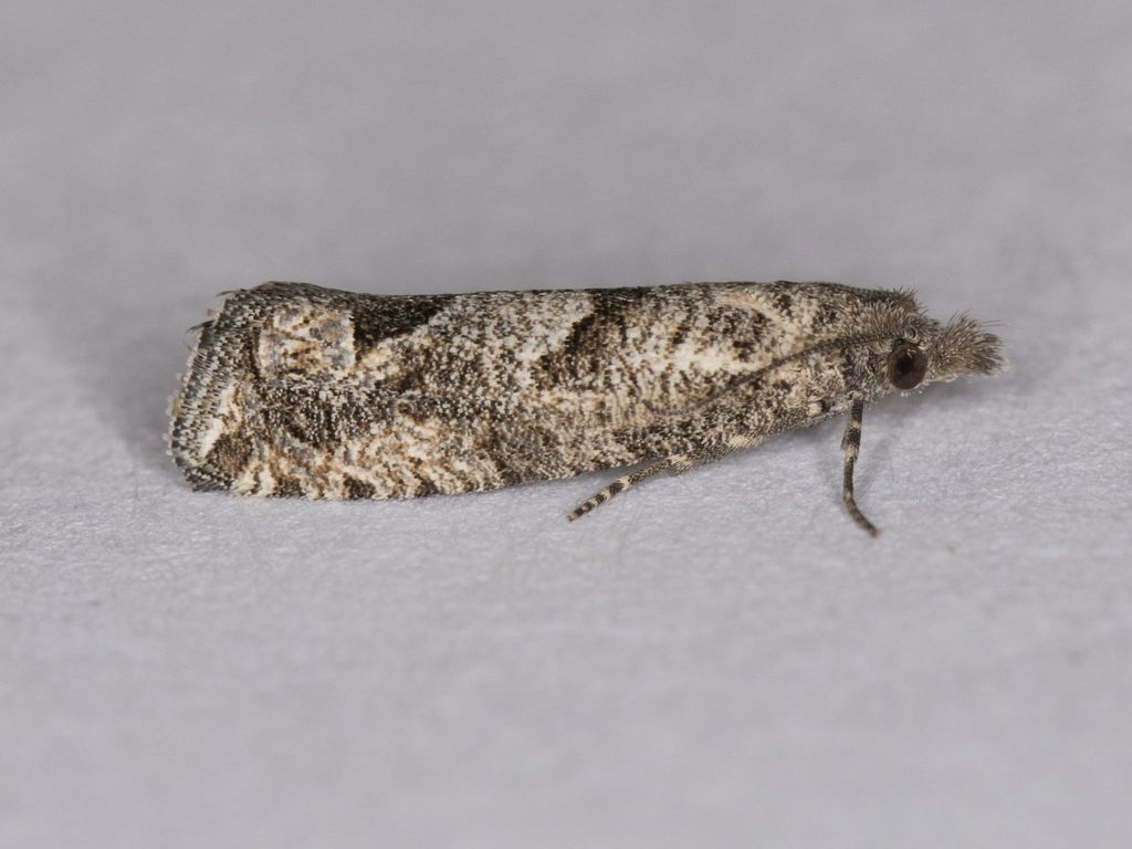 Pelochrista pulveratana