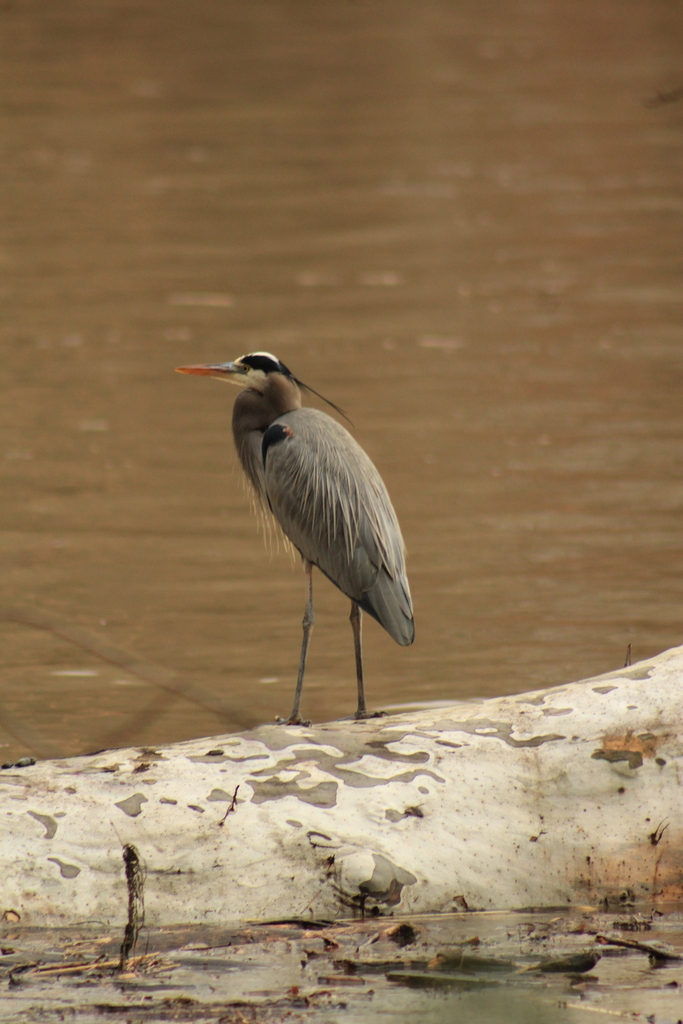 Great Blue Heron from Swan Harbor Farm, Havre de Grace, MD on January ...