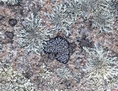 Rhizocarpon geminatum