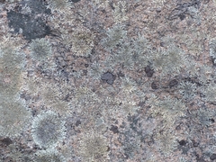 Rhizocarpon geminatum