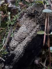 Hypocenomyce scalaris