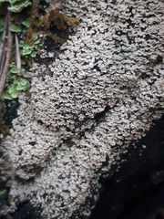 Hypocenomyce scalaris