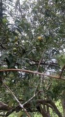 Psidium guajava image