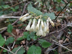 Symphytum grandiflorum
