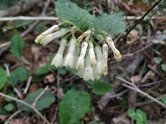 Symphytum grandiflorum