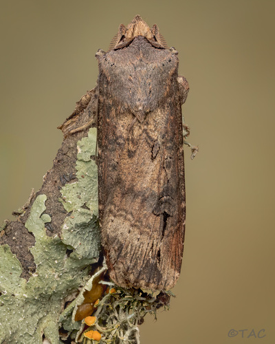 Ipsilon Dart Moth, photo 9 of 9