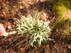 Evernia prunastri
