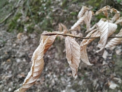 Fagus orientalis