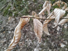 Fagus orientalis