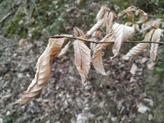 Fagus orientalis