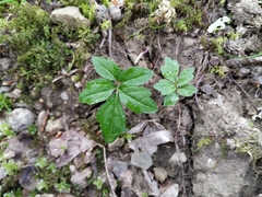 Cardamine quinquefolia