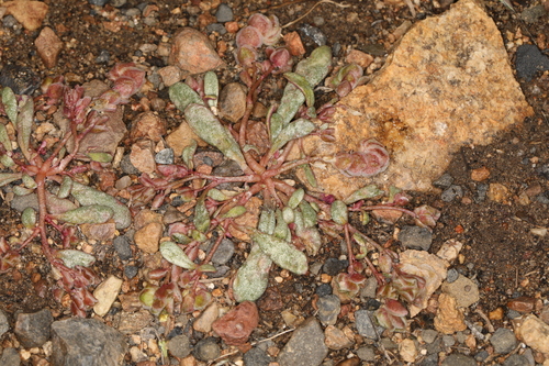 rosy calyptridium (Calyptridium roseum)