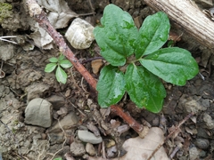 Cardamine quinquefolia