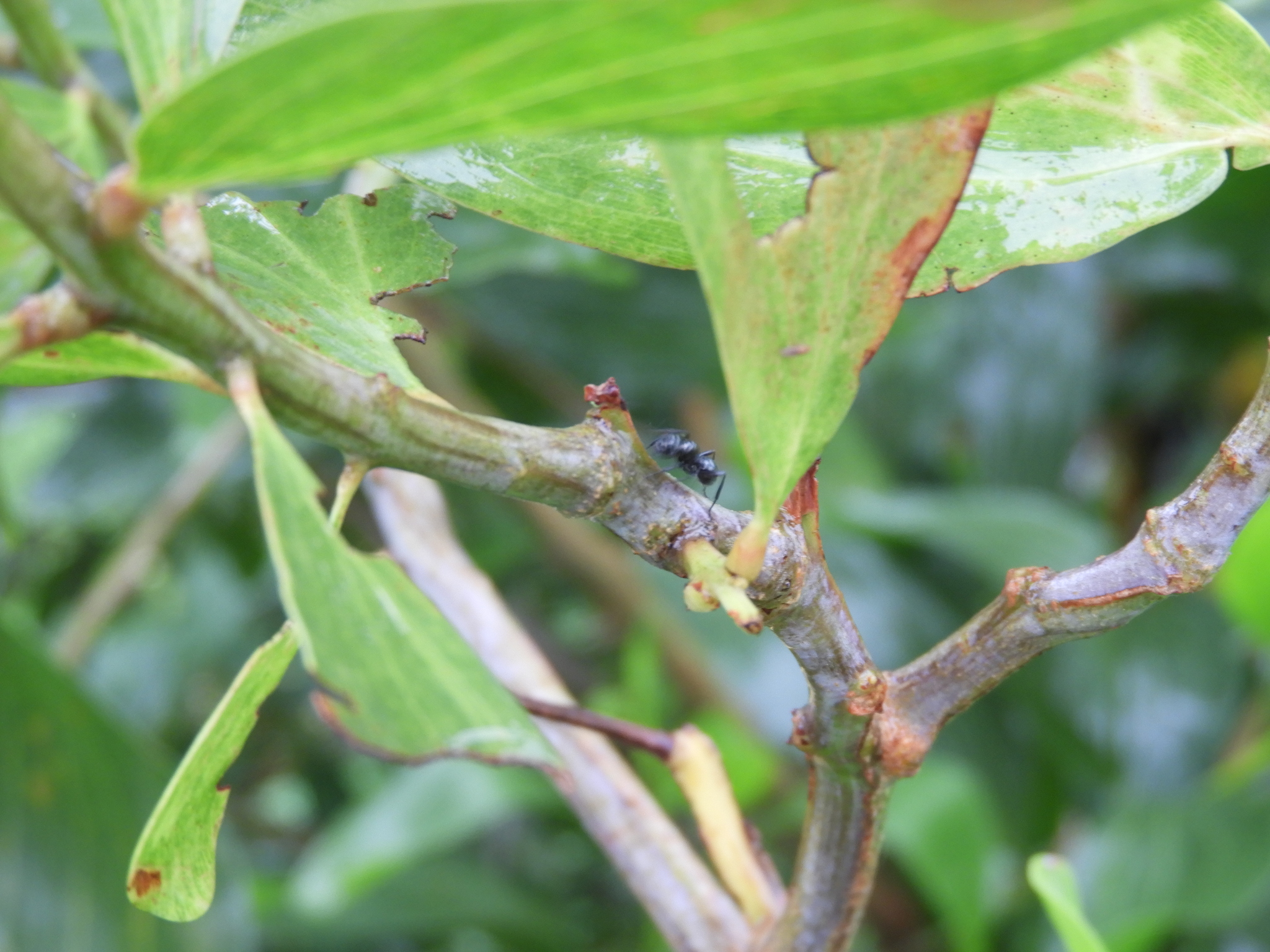 Polyrhachis fornicata