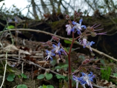 Trachystemon orientalis