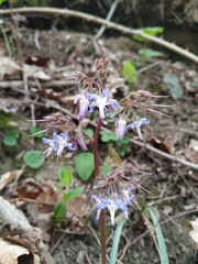 Trachystemon orientalis