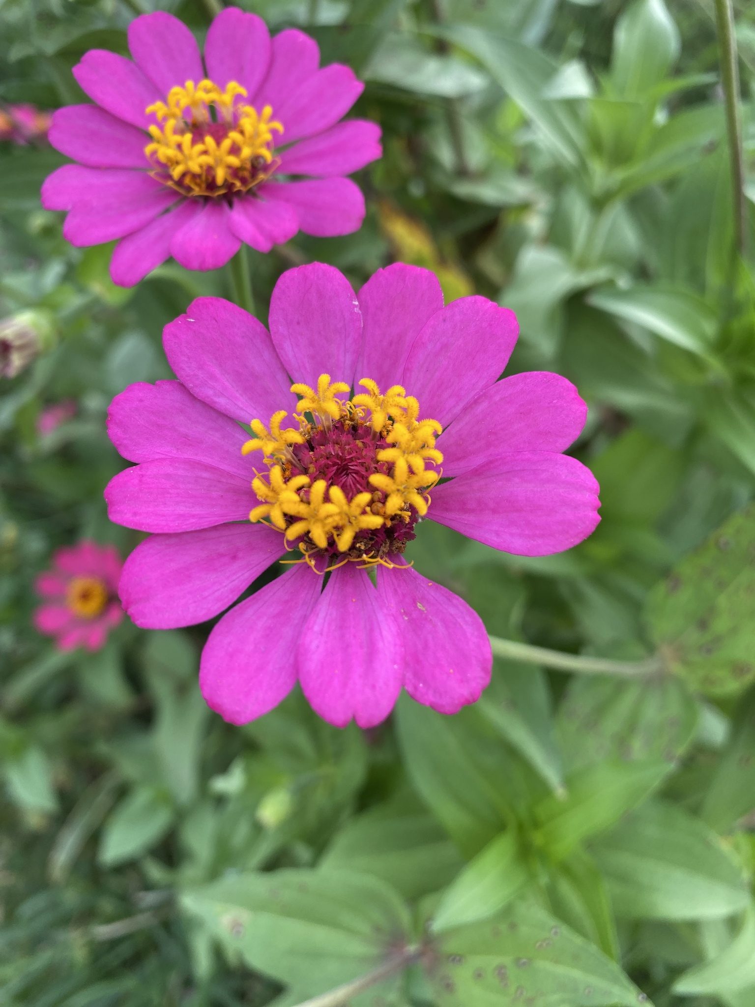 Zinnia elegans