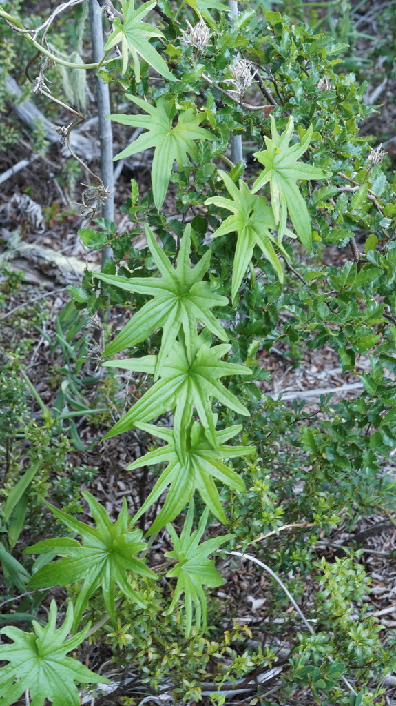 Dioscorea