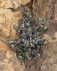 Myriopteris covillei