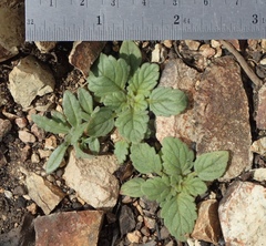 Phacelia keckii