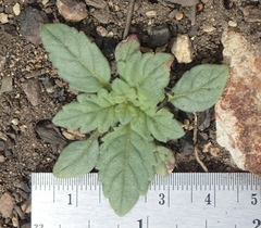 Phacelia keckii
