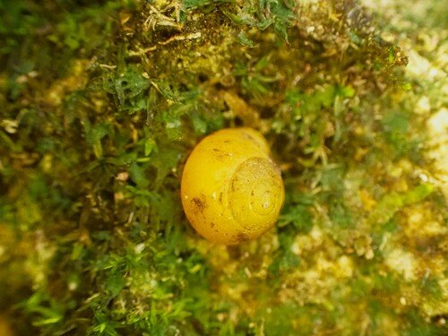 Orobophana pacifica observed 2024-01-07