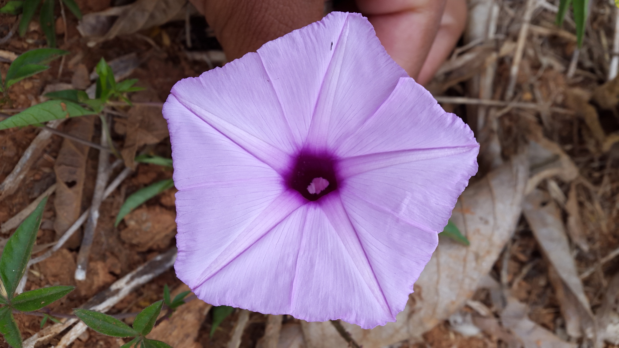 Ipomoea cairica
