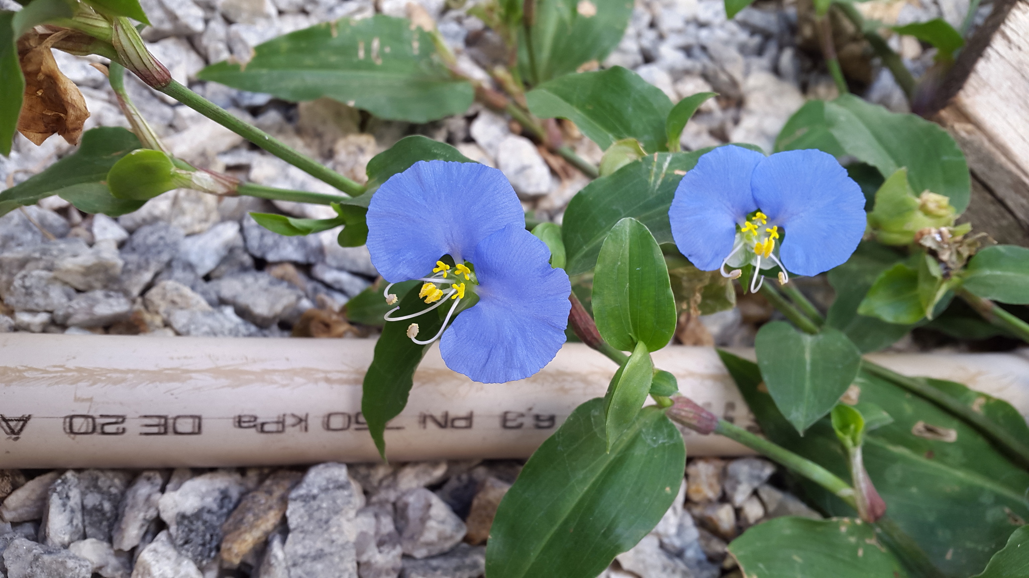 Commelina erecta
