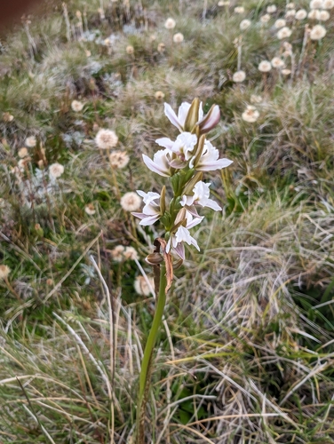 Image of Mauve Leek Orchid (Prasophyllum suttonii) by (c) Michael Nash, some rights reserved (CC BY)