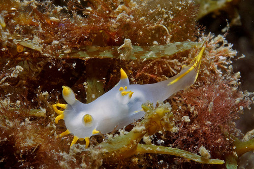 Polycera kernowensis