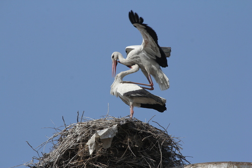 Asian White Stork
