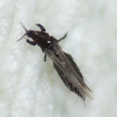 Chirothrips