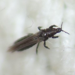Chirothrips