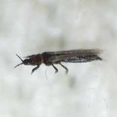 Chirothrips