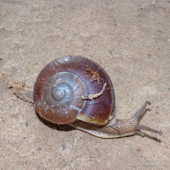 Hemiplecta