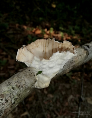 Cymatoderma caperatum