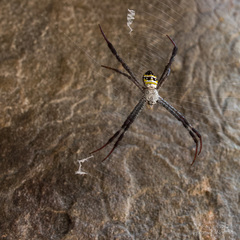 Argiope versicolor