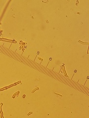 Cymatoderma caperatum