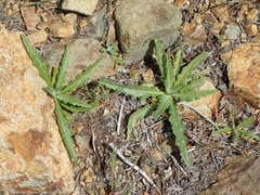 Mentzelia micrantha