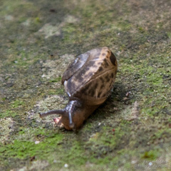 Hemiplecta distincta